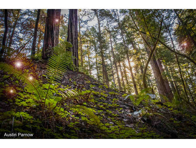 Fairy trek for four children! Find fairy treasure, and meet the forest fairy queen!
