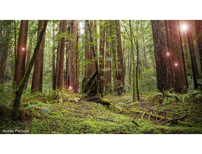 Fairy trek for four children! Find fairy treasure, and meet the forest fairy queen!