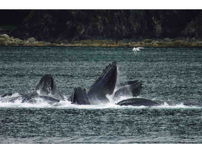 Alaska's Majestic Frontier, Alaska#Cruise for two for seven nights Veranda Stateroom+tax+t