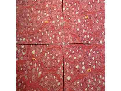 Skin Biopsies - 2 - from Dr. Norm Evans, DVM