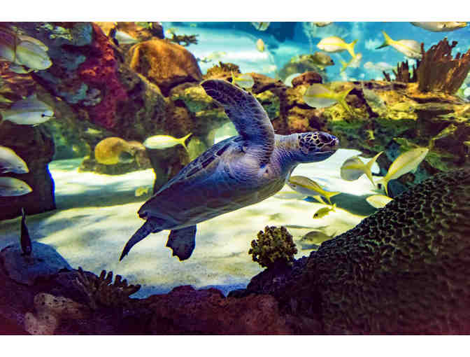 Student Group Visit for 40 to Ripley's Aquarium of Canada in 2019