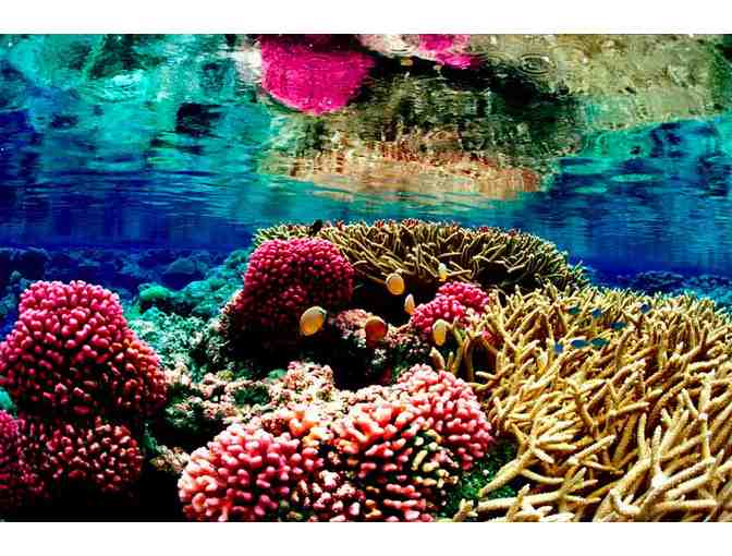 Key Largo Princess - Four (4) Tickets Aboard a Glass Bottom Boat!