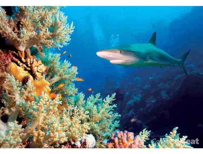 Key Largo Princess - Four (4) Tickets Aboard a Glass Bottom Boat!