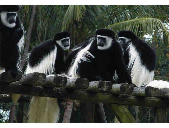 Naples Zoo at Caribbean Gardens - A Family Pack of Admission Tickets