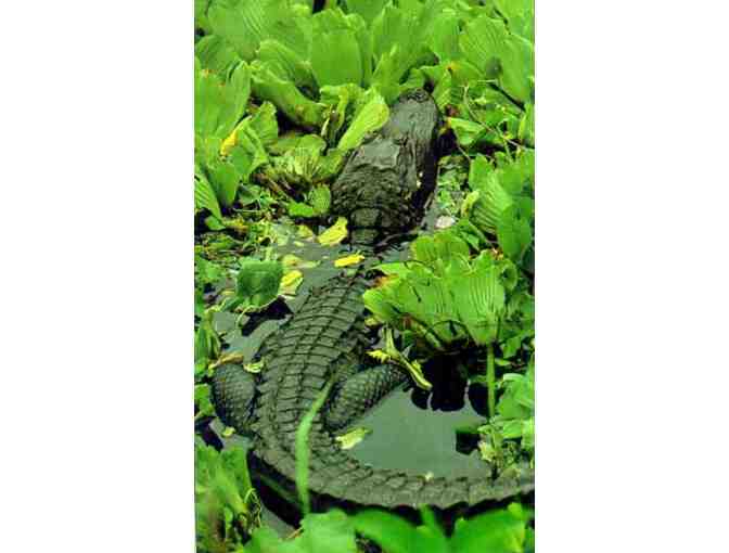 Flamingo Gardens - Two (2) Admission Tickets