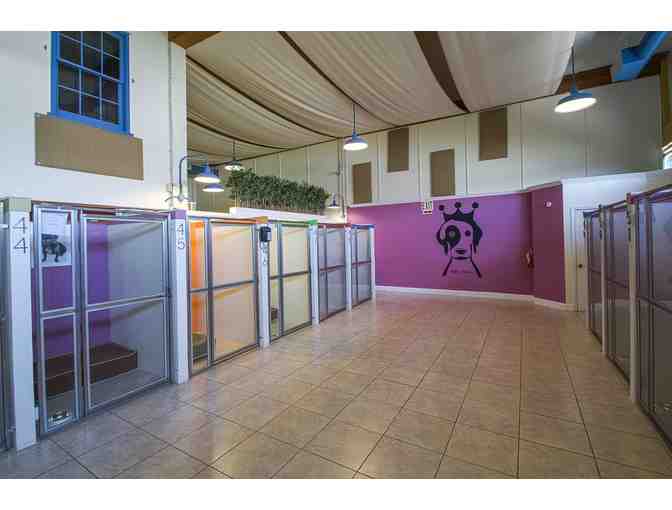 Very Important Paws - A Five (5) Day Daycare Package