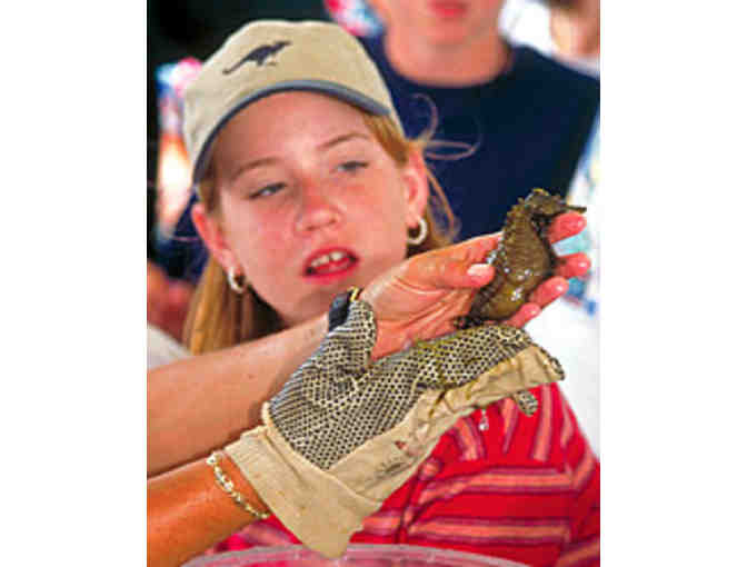 Sarasota Bay Explorers - Boarding Pass for Two (2) Guests for the Sea Life Encounter