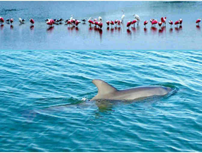 Sarasota Bay Explorers - Boarding Pass for Two (2) Guests for the Sea Life Encounter