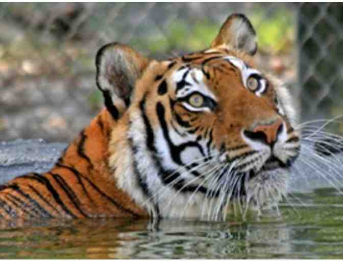 Big Cat Habitat and Gulf Coast Sanctuary - Admission for Four (4)