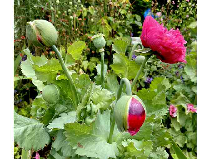 Garden Consultation and/or Design from Carla Lazzarini Design