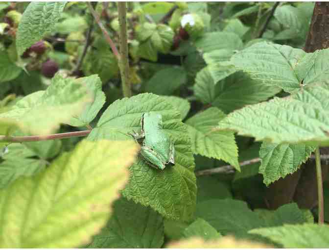 Watercolor Nature Journaling Workshop at HEAL Farm Sunday, June 9th, 10am-12:30 pm