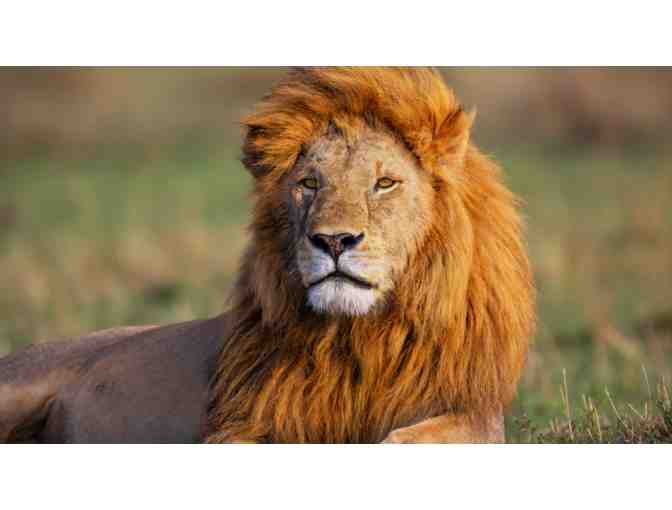 Wild Kenya 5-Night African Safari Experience for (2) - Photo 4