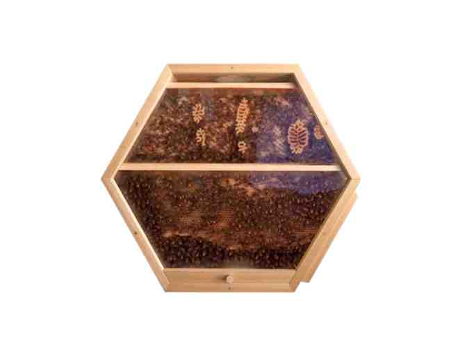 Teacher Wish List: BEEcosystem Hex Hive (Quantity: 1)