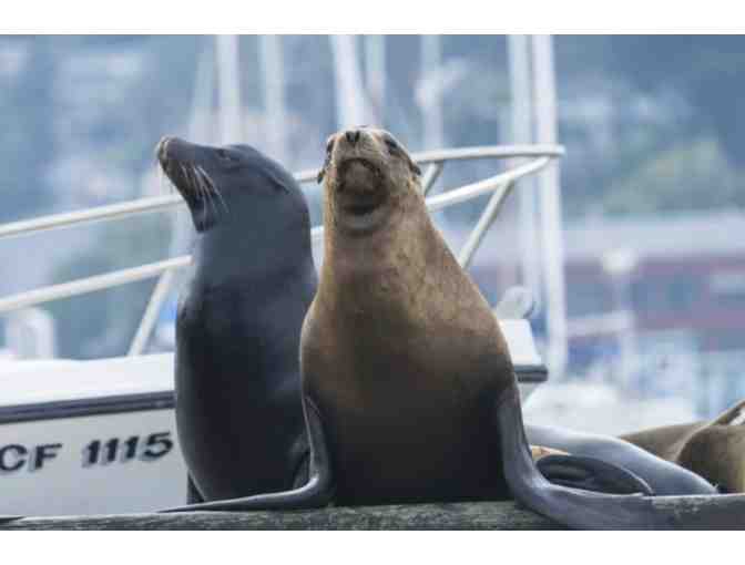 Scenic Sausalito Kayak Tour for 4 people