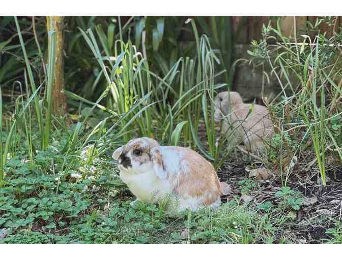 Bunny Play Date