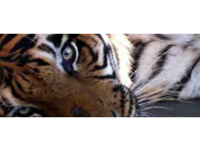 Big Cat Habitat and Gulf Coast Santuary - Sarasota, FL