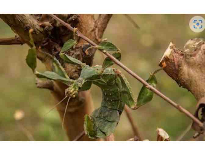 Philadelphia Insectarium and Butterfly Pavilion - Philadelphia, PA