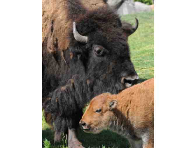 Chicago Zoological Society-Brookfield Zoo - IL