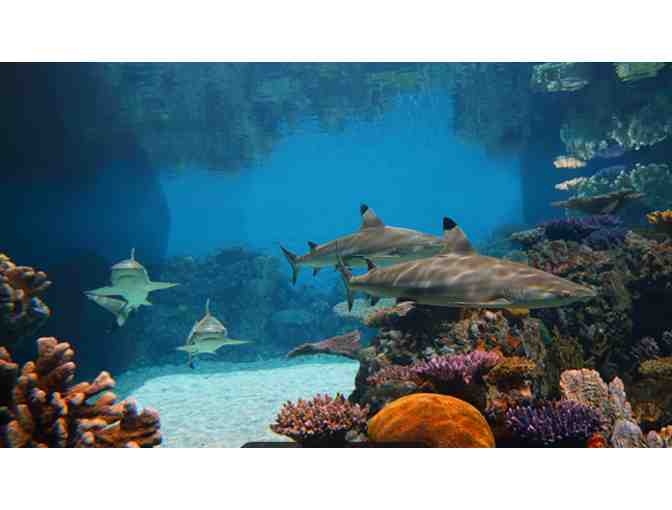 Baltimore Aquarium - Baltimore MD (supports Saving Grace Sanctuary)