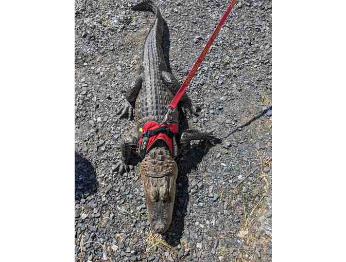 Wally the Alligator Experience