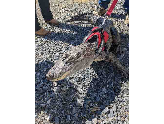 Wally the Alligator Experience