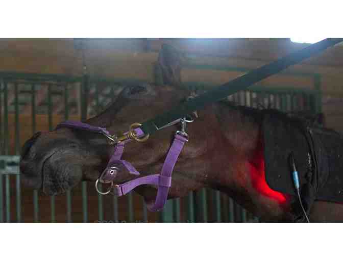 Behind The Bit Equine Services by Tiff Guldin - Harrisburg PA