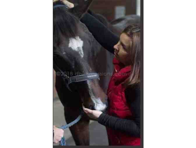 Behind The Bit Equine Services by Tiff Guldin - Harrisburg PA