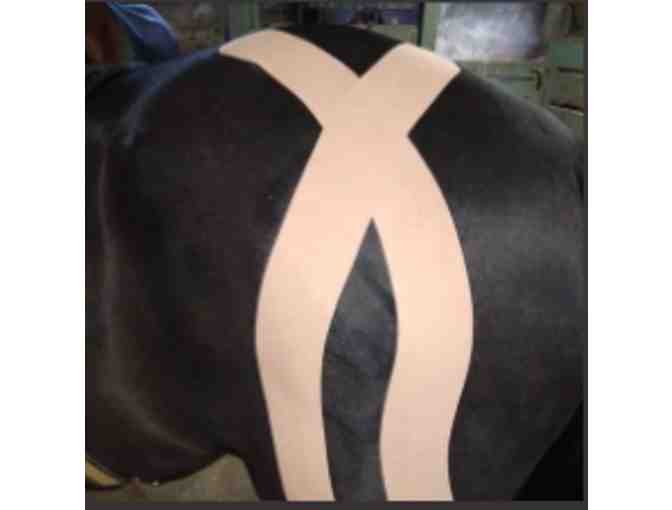 Behind The Bit Equine Services by Tiff Guldin - Harrisburg PA