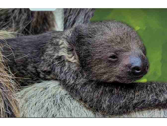 Come Visit the Denver Zoo - Denver CO (supports Saving Grace Sanctuary)