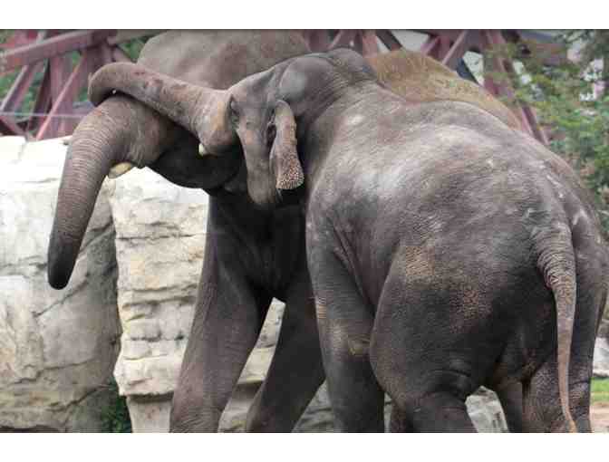 Come Visit the Denver Zoo - Denver CO (supports Saving Grace Sanctuary)