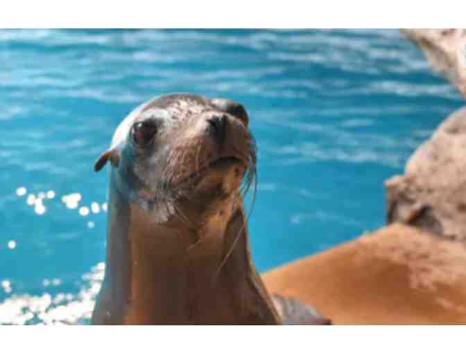 Mystic Aquarium - CT