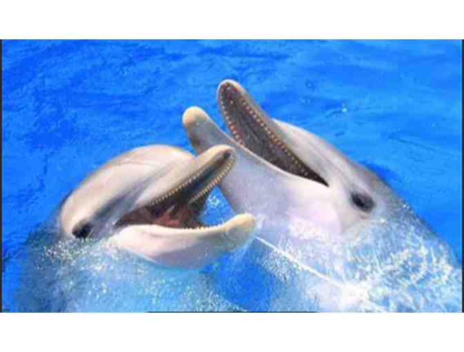 Clearwater Marine Aquarium FL (supports Saving Grace Sanctuary)