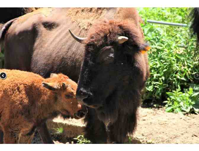 TP Sleep in a Luxury Caboose in the Smokies! - Clyde NC