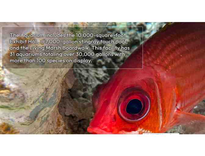 Alabama Aquarium - Dauphin Island Sea Lab - AL