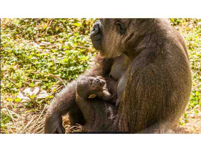 Jacksonville Zoo and Gardens - FL (supports Saving Grace Sanctuary)