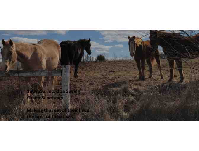 Fund a Need for Saving Grace Sanctuary - Help with Forever Care