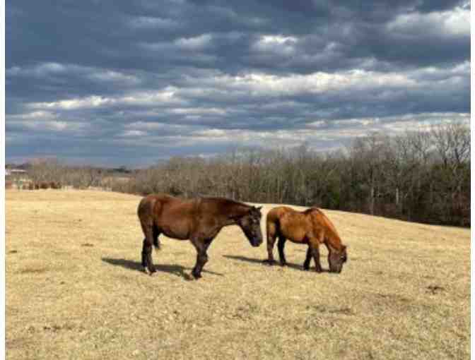 Fund a Need for Saving Grace Sanctuary - Help with Forever Care