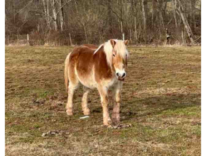 Fund a Need for Saving Grace Sanctuary - Help with Forever Care