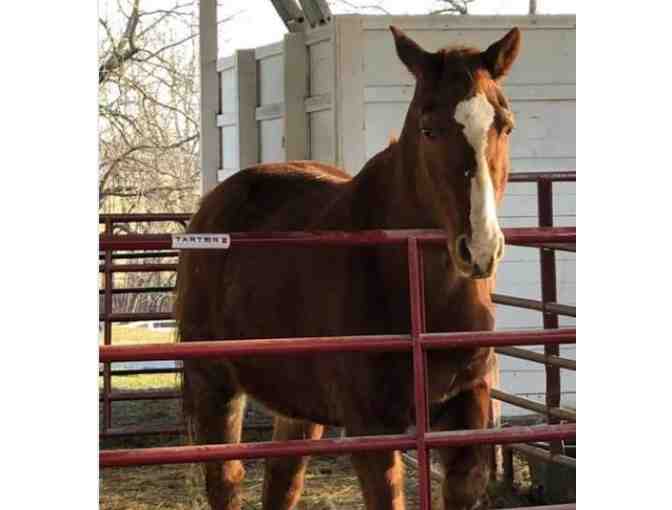 Fund a Need for Saving Grace Sanctuary - Help with Forever Care