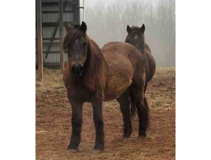 Fund a Need for Saving Grace Sanctuary - Help with Forever Care