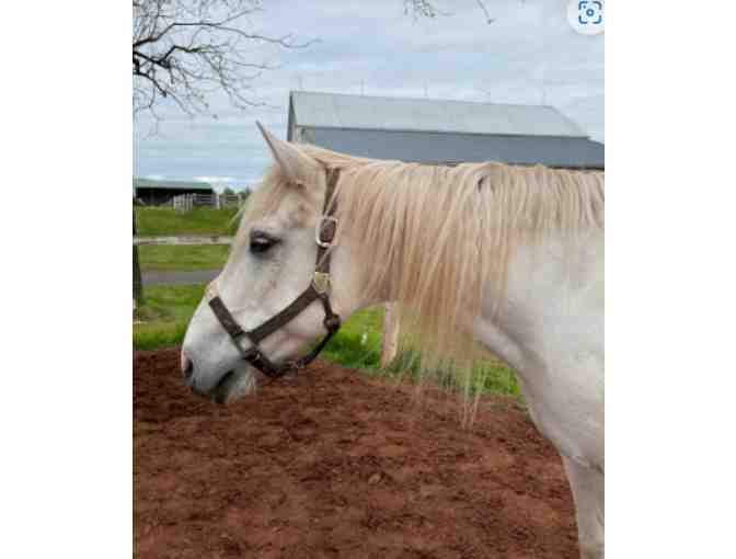 Fund a Need for Saving Grace Sanctuary - Help with Forever Care