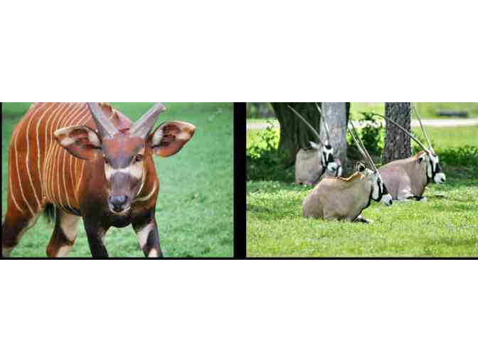 Lion Country Safari - Florida