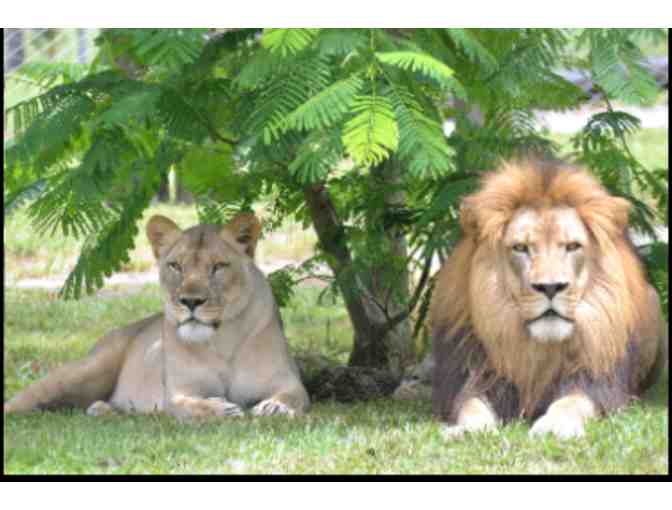 Lion Country Safari - Florida
