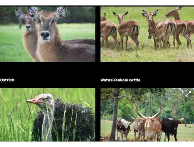 Lion Country Safari - Florida