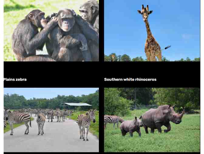 Lion Country Safari - Florida