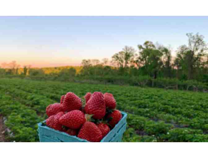 Alstede Farms - Chester NJ