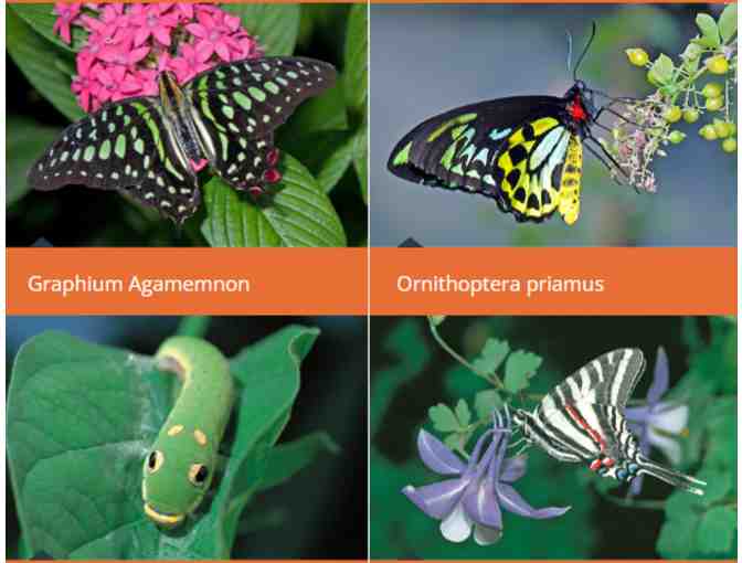 The Butterfly Place - Westford, MA