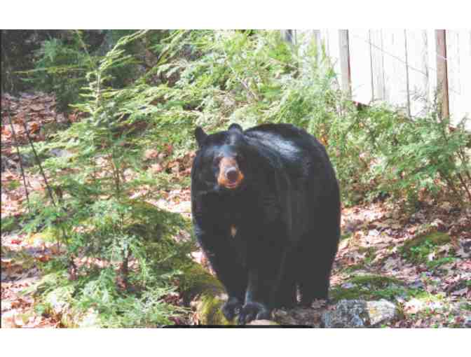Squam Lakes Natural Science Center - Holderness, NH - Photo 2
