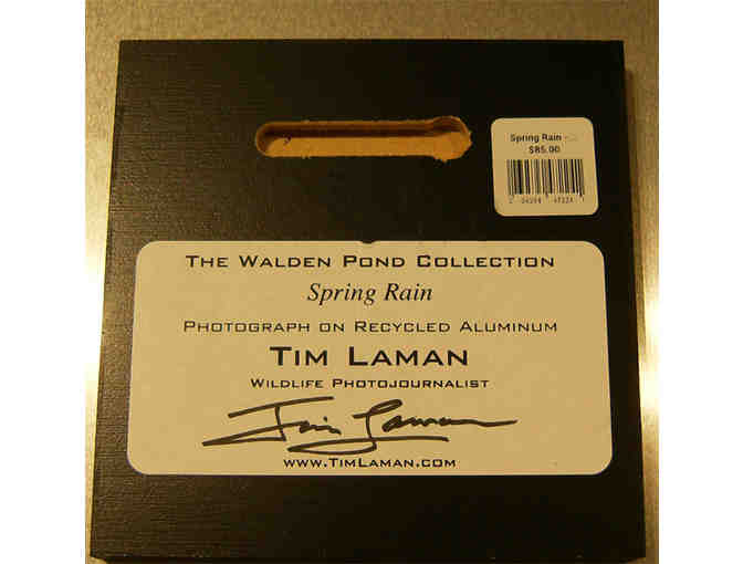 'Spring Rain' Photograph on Metal by Tim Laman (copy 1)