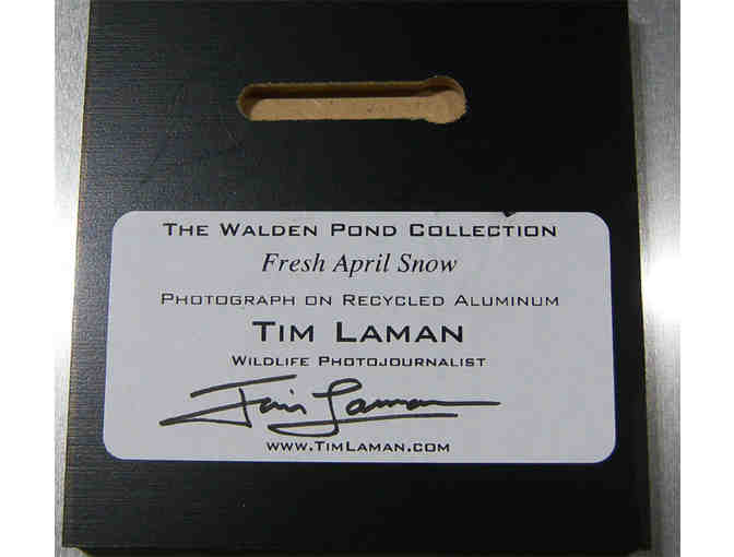 'Fresh April Snow' Photograph on Metal by Photographer Tim Laman